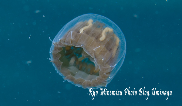 Представитель Семейства Linuchidae